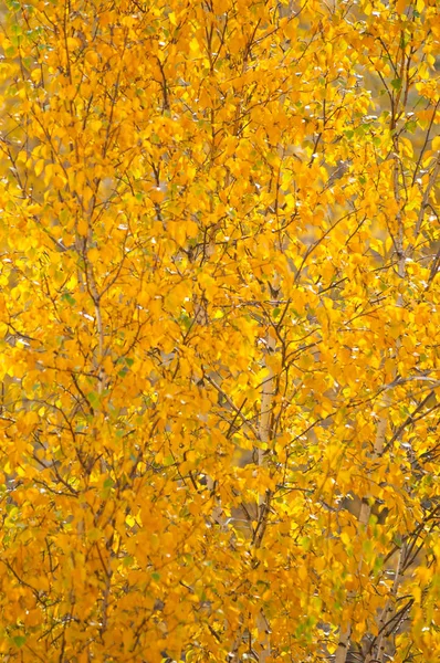 Herbstblätter Fotografiert Der Natur — Stockfoto
