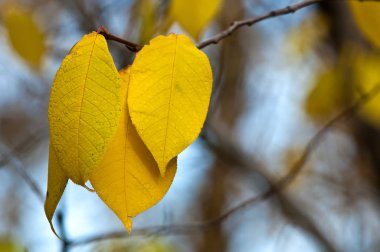 sonbahar yaprakları, doğa fotoğrafı