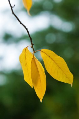 sonbahar yaprakları, doğa fotoğrafı