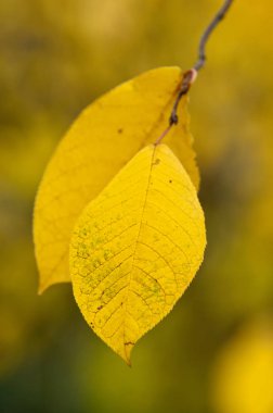 sonbahar yaprakları, doğa fotoğrafı
