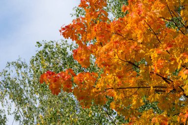 Sonbahar Yaprakları