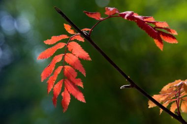 Sonbahar Yaprakları