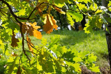 Sonbahar Yaprakları