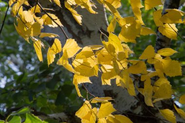 Sonbahar Yaprakları