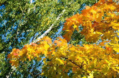 Sonbahar Yaprakları