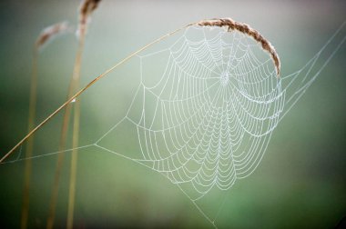 portrét pohledný mladý muž proti světle šedé pozadí
