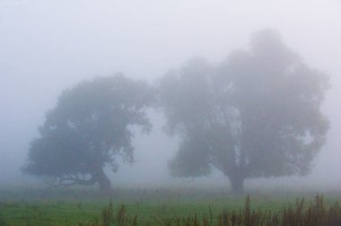 portrét pohledný mladý muž proti světle šedé pozadí