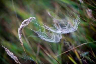 portrét pohledný mladý muž proti světle šedé pozadí