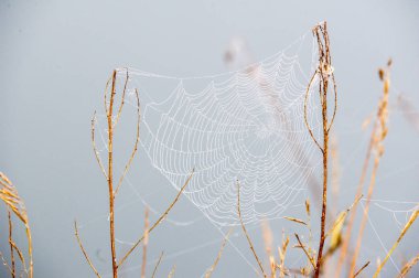 portrét pohledný mladý muž proti světle šedé pozadí