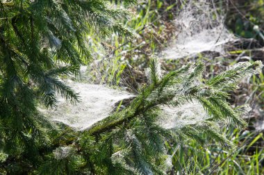portrét pohledný mladý muž proti světle šedé pozadí