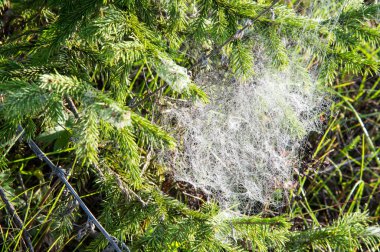 portrét pohledný mladý muž proti světle šedé pozadí