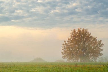 Karışık orman sonbahar siste
