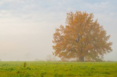 Karışık orman sonbahar siste
