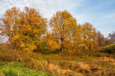 Karışık orman sonbahar siste