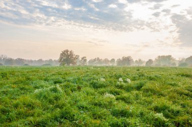 Karışık orman sonbahar siste