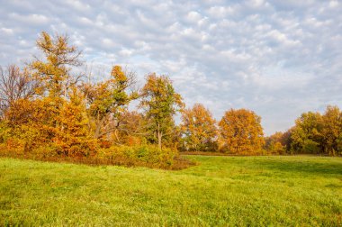 Manzara. Sonbahar çayırı, renkli sarı ağaçlar, güzel gökyüzü.