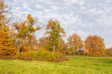 Manzara. Sonbahar çayırı, renkli sarı ağaçlar, güzel gökyüzü.
