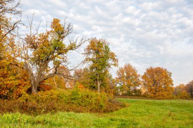 Manzara. Sonbahar çayırı, renkli sarı ağaçlar, güzel gökyüzü.