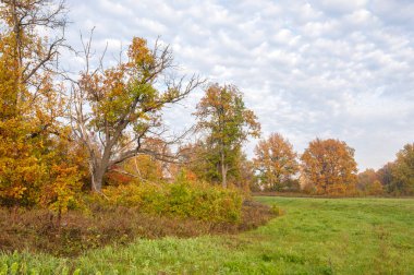 Manzara. Sonbahar çayırı, renkli sarı ağaçlar, güzel gökyüzü.