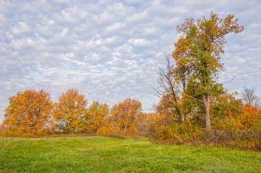 Manzara. Sonbahar çayırı, renkli sarı ağaçlar, güzel gökyüzü.