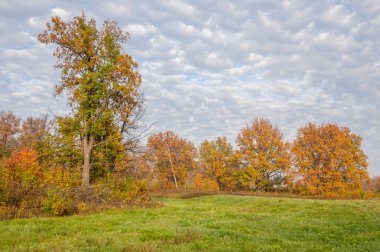 Manzara. Sonbahar çayırı, renkli sarı ağaçlar, güzel gökyüzü.