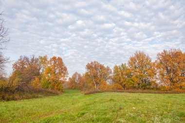 Manzara. Sonbahar çayırı, renkli sarı ağaçlar, güzel gökyüzü.