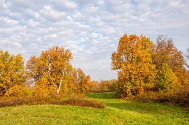 Manzara. Sonbahar çayırı, renkli sarı ağaçlar, güzel gökyüzü.
