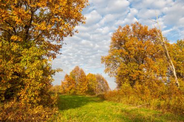 Manzara. Sonbahar çayırı, renkli sarı ağaçlar, güzel gökyüzü.