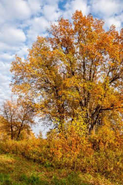 Manzara. Sonbahar çayırı, renkli sarı ağaçlar, güzel gökyüzü.