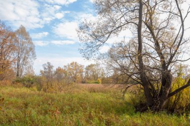 Sonbahar bataklığı. Çubuk bataklıkta yetişir.