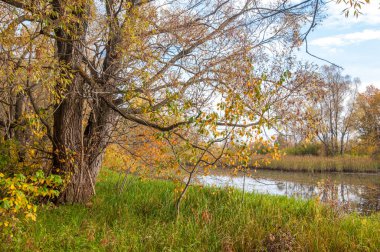 Sonbahar bataklığı. Çubuk bataklıkta yetişir.