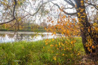 Sonbahar bataklığı. Çubuk bataklıkta yetişir.