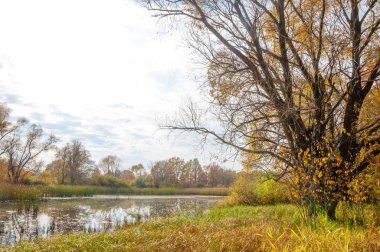 Sonbahar bataklığı. Çubuk bataklıkta yetişir.