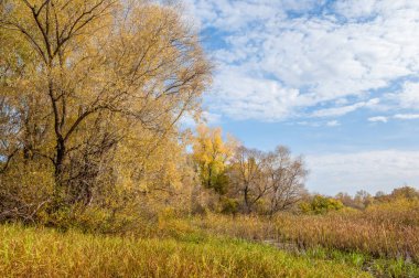 Sonbahar bataklığı. Çubuk bataklıkta yetişir.