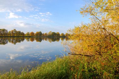Güz gölü kamış ağaçları, yeşil çimenler