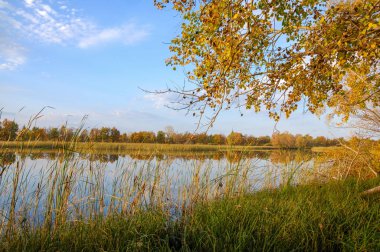 Güz gölü kamış ağaçları, yeşil çimenler