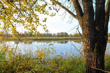 Güz gölü kamış ağaçları, yeşil çimenler