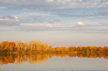 Güz gölü kamış ağaçları, yeşil çimenler