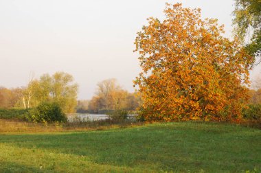 Sonbahar meşesi altın yapraklı duruyor.