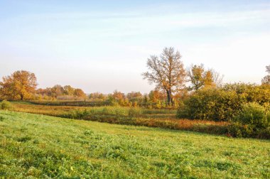 Sonbahar meşesi altın yapraklı duruyor.