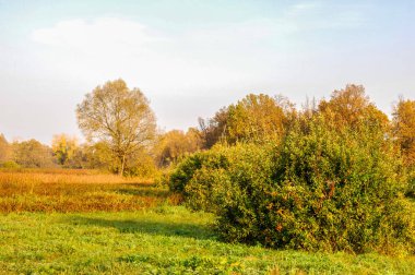 Sonbahar meşesi altın yapraklı duruyor.