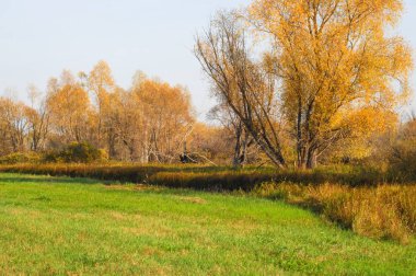 Sonbahar meşesi altın yapraklı duruyor.
