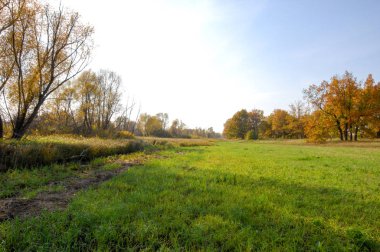 Sonbahar meşesi altın yapraklı duruyor.