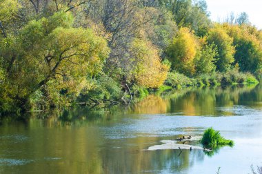 Sonbahar nehri, sarı yapraklı ağaçlar suyun üzerine eğilmiş.