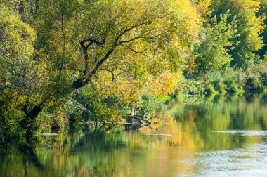 Sonbahar nehri, sarı yapraklı ağaçlar suyun üzerine eğilmiş.