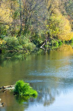 Sonbahar nehri, sarı yapraklı ağaçlar suyun üzerine eğilmiş.