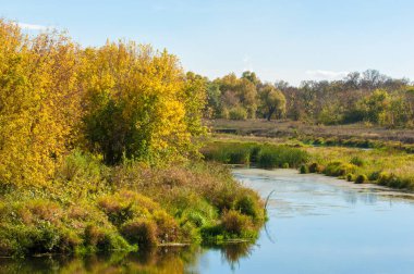 Nehir kenarında sarı yaprakları olan sonbahar ağaçları