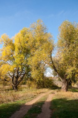 Sarı yapraklı sonbahar ağaçları, sonbahar ormanındaki yol.