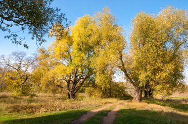 Sarı yapraklı sonbahar ağaçları, sonbahar ormanındaki yol.