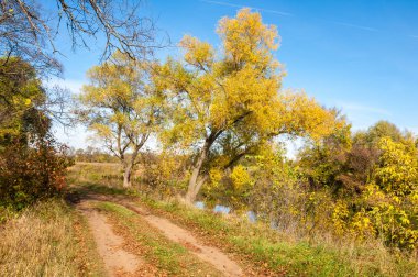 Autumn trees with yellow leaves, the road in the autumn forest clipart